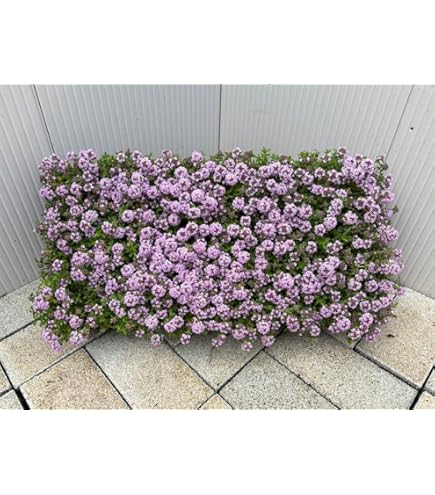 Amazon.co.jp: 自然栽培 クリーピングタイム 抜き苗 約10本 の苗 : DIY